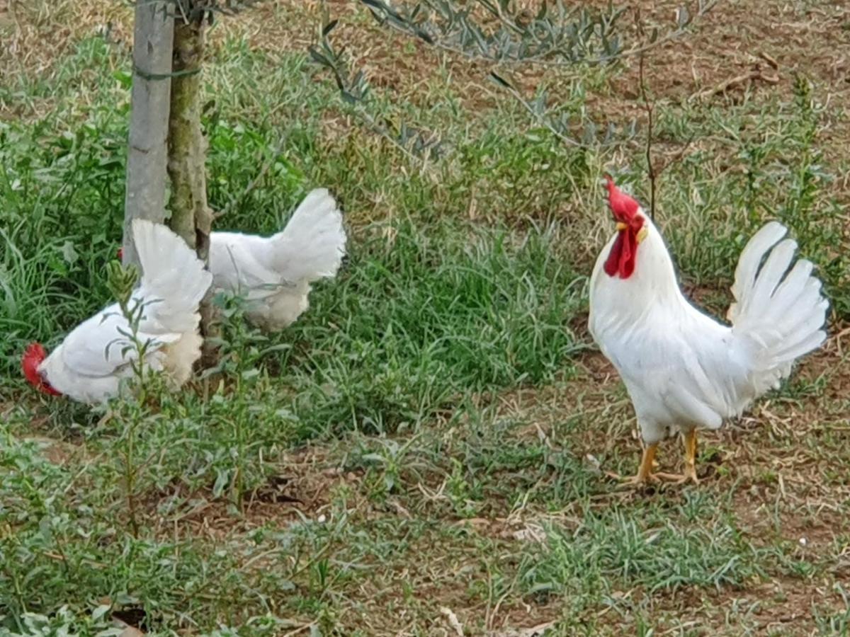 Azienda Agricola Sinisi Villa Cerveteri Exterior photo